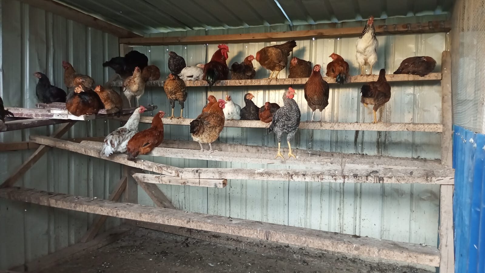 Chickens inside the coop