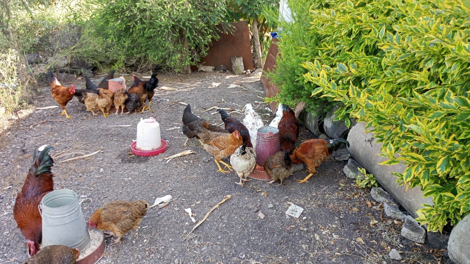 Free-range chickens at the Orione poultry farm
